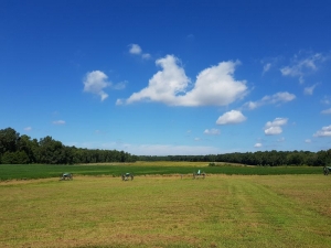 Malvern Hill 