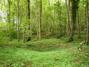 Rossignol Wood