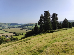 Pilleth Bryn Glas Wellingtonias