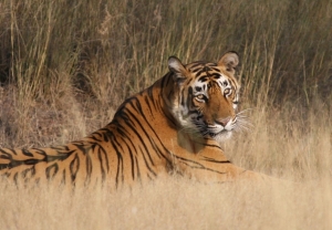 Tiger at leisure, Rathambur National Park 